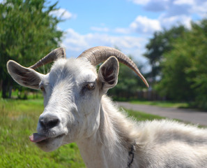 Fototapeta premium portrait of a goat