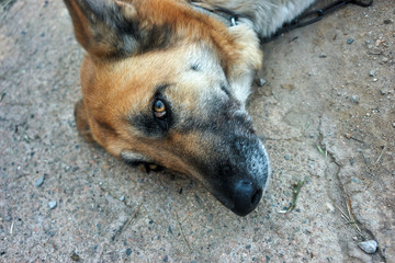 german shepherd dog