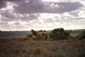 ild horse in the forest in a cloudi day