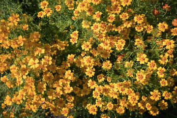 Top view of blooming orange tagetes, or Mexican (Tagetes tenuifolia).