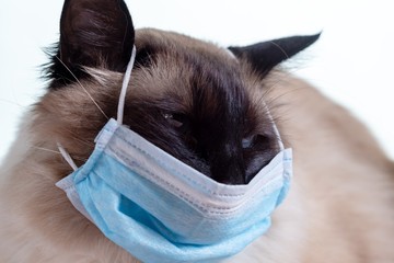 Mask coronavirus covid 19 flu, cat hazard.