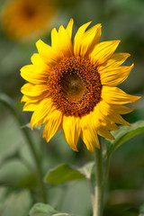 Sunflower species from Thailand