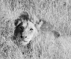 black and white portret photo male lion laying in the field in the wild life of the Kruger Park in South Africa