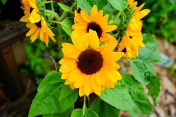 Sunflower flower in a garden