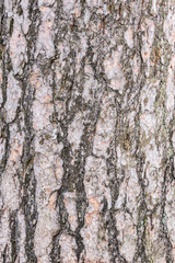 Pine tree bark texture. Surface of the old tree trunk.