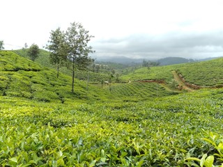 green tea plantation