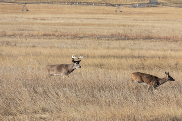 Whitetail Deer Buck and Doe Rutting in Fall in Colorado