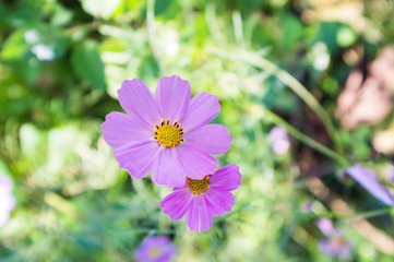 Cosmos blooming in the forest.
