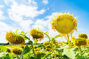 Sunflowers field. Horizontal.