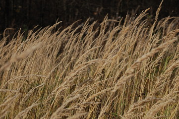 Fototapeta premium grass in the wind