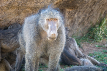 baboon