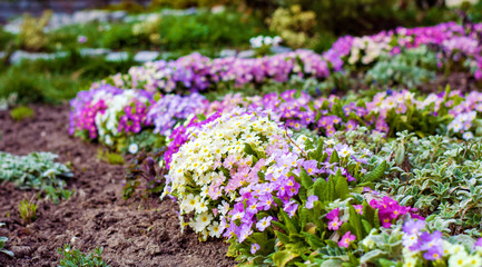 Primroses Flowers Blooming in a Spring Garden