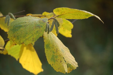 autumn leaves on a tree