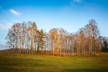 Panoramic view. Birch grove among fields..