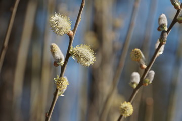 B&auml;ume-Bl&uuml;ten