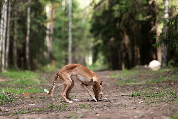 Puppy borzoi walks outdoor at summer day