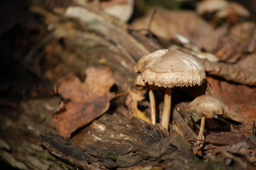 mushroom on the tree