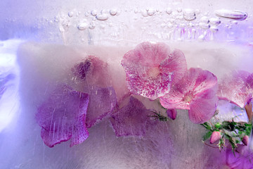 Background of phlox   flower   in ice   cube with air bubbles.