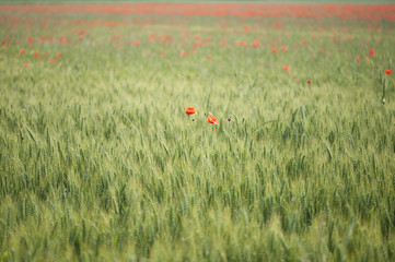 wheat field and red tulips, with the rich ears of wheat, reflections of yellow and green sun, soon they will be reaped and ground to make flour.
