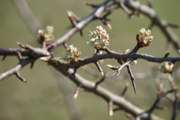Bäume-Blüten