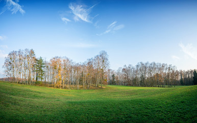 Panoramic view. Birch grove among fields..