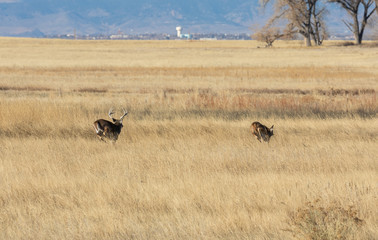 Whitetail Deer Buck and Doe Rutting in Fall in Colorado