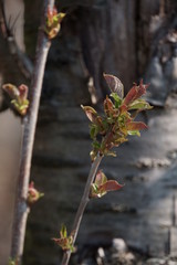 Bäume-Blüten