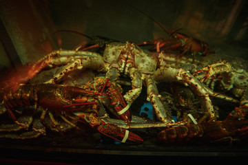 view of large crab in restaurant aquarium