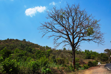 Fototapeta na wymiar Picture of big old tree beside forest road in India