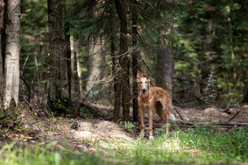 Puppy borzoi walks outdoor at summer day