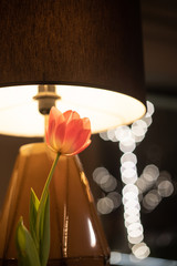 tulip flower by lamp, close up shot