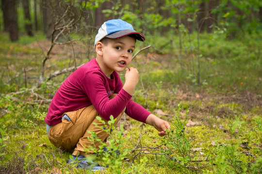 Kid eating out forest bluberry berries in the woods.