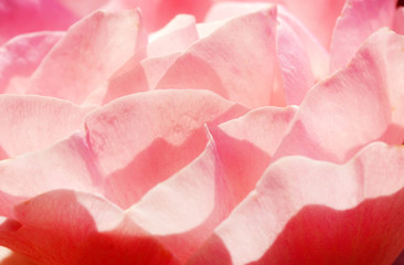 Macro Pink Rose Flower Background 