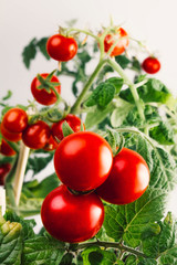 red cherry tomatoes grow on a bush on a white background