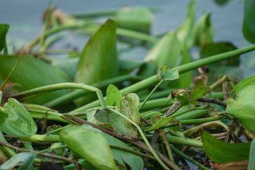 Closeup crowd of water hyacinth floating on the surface of the river and causing the flooding. Weed...