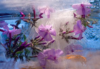 Background of phlox   flower   in ice   with air bubbles.