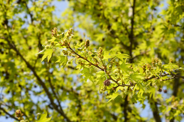 American sweetgum