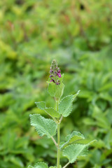 Hedge woundwort