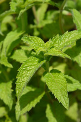 Common mint