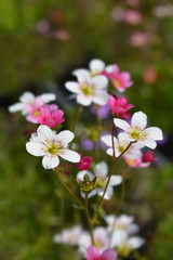 Fototapeta na wymiar Saxifrage flowers