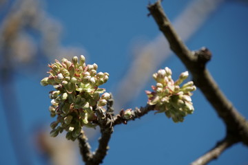 Bäume-Blüten