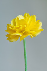 beautiful single yellow anemone ranunculus flower on light gray background, studio shot