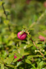 American wintergreen