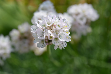 Sea Thrift Alba