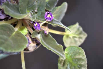 Blooming flowers of African violet(Saintpaulia ionantha) with green leaves on black background.Commonly used as indoor house plants or outdoor plants  and is found in the wild in certain countries.