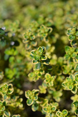 Aureus Lemon Thyme
