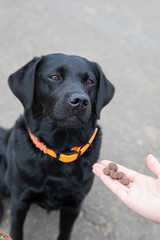 Junger schwarzer Labrador bekommt Leckerlies als Belohnung für gutes Training