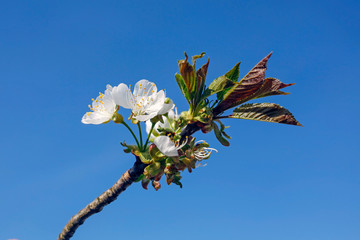 spring apple tree flowers