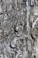 Common walnut