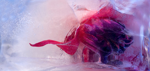 Background of fuchsia   flower   in ice   with air bubbles.